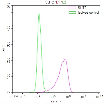 SLIT2 Antibody