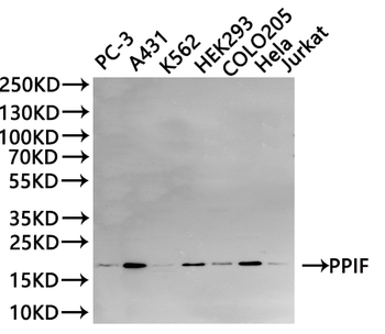 PPIF Antibody