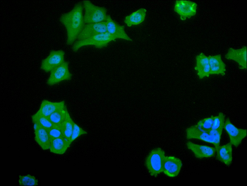 ZIC1 Antibody