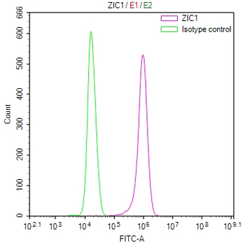 ZIC1 Antibody