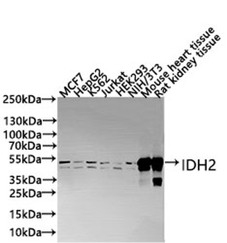 IDH2 Antibody