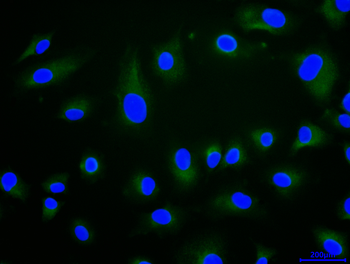 PF4 Antibody