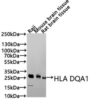 HLA-DQA1 Antibody