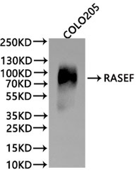 RASEF Antibody