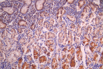 RASEF Antibody