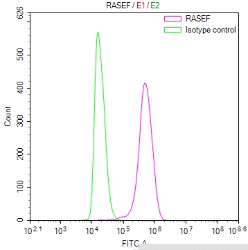 RASEF Antibody