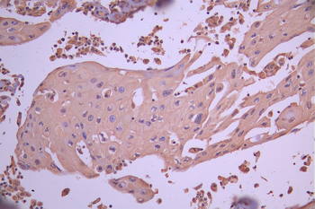 HAUS7 Antibody