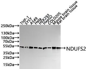 NDUFS2 Antibody