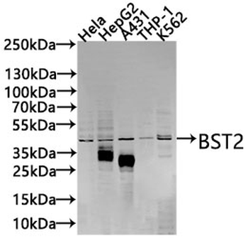 BST2 Antibody