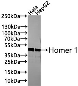 HOMER1 Antibody