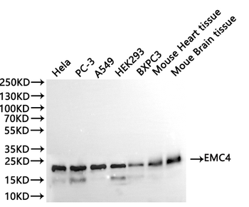 EMC4 Antibody