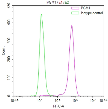 PGM1 Antibody
