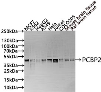 PCBP2 Antibody
