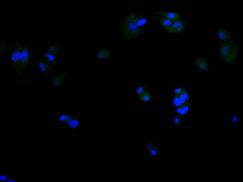 PCBP2 Antibody