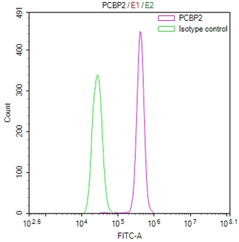 PCBP2 Antibody