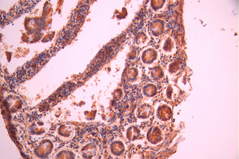 SPTAN1 Antibody