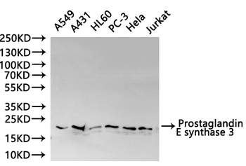 PTGES3 Antibody