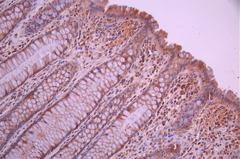 PTGES3 Antibody