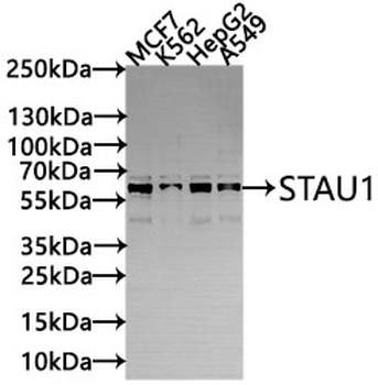 STAU1 Antibody