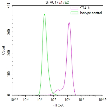 STAU1 Antibody