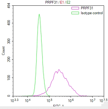 PRPF31 Antibody