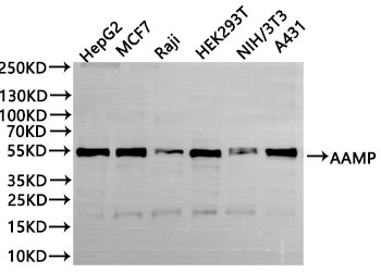 AAMP Antibody