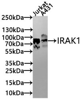 IRAK1 Antibody