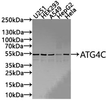 ATG4C Antibody
