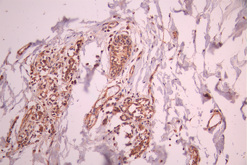 ATG4C Antibody