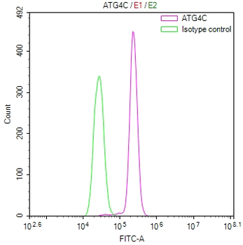 ATG4C Antibody
