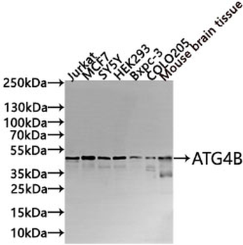 ATG4B Antibody