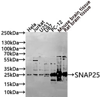 SNAP25 Antibody