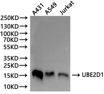 UBE2D1 Antibody