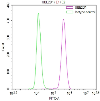 UBE2D1 Antibody