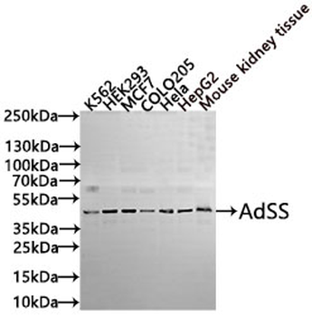 ADSS Antibody