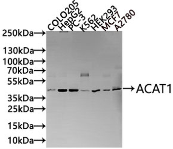 ACAT1 Antibody