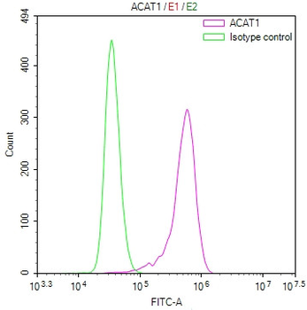 ACAT1 Antibody