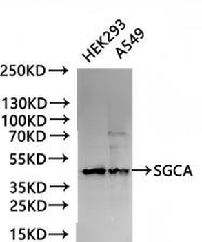 SGCA Antibody