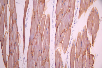 SGCA Antibody