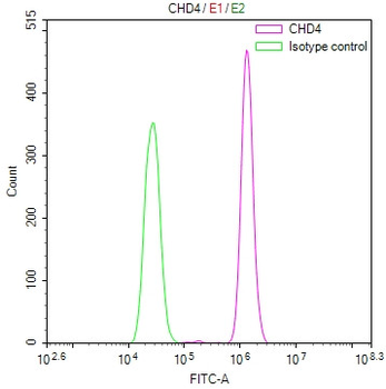 CHD4 Antibody