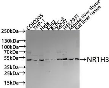 NR1H3 Antibody