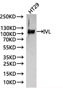 IVL Antibody