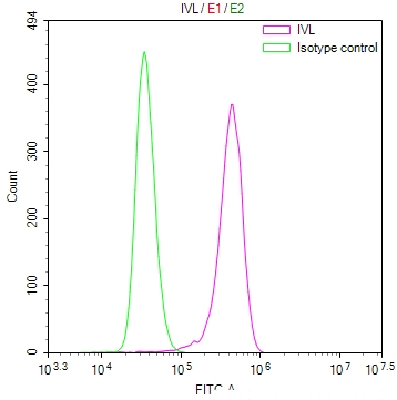 IVL Antibody