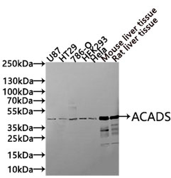 ACADS Antibody