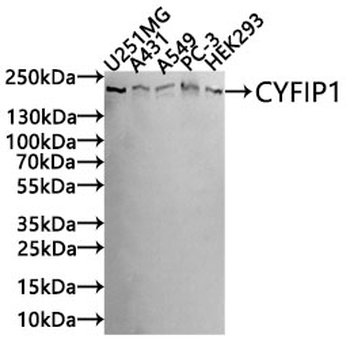 CYFIP1 Antibody
