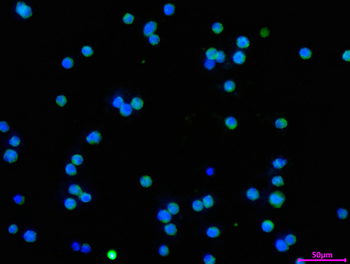 NFATC1 Antibody
