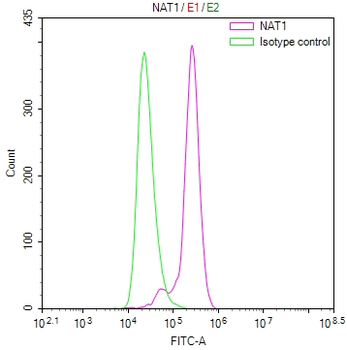 NAT1 Antibody
