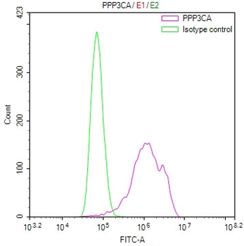 PPP3CA Antibody