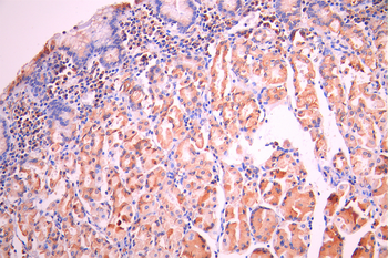 PDIA3 Antibody