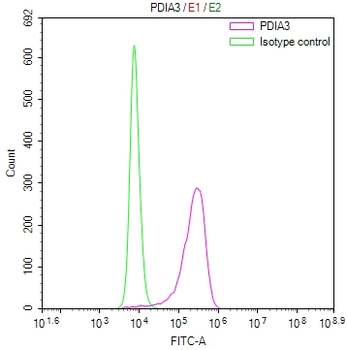 PDIA3 Antibody